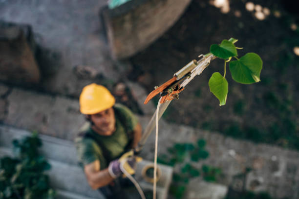 How Our Tree Care Process Works  in  Auburn, IL